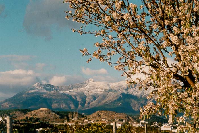 An almond tree in bloom on a cold late winter morning. The mountain in the background still has snow on it.