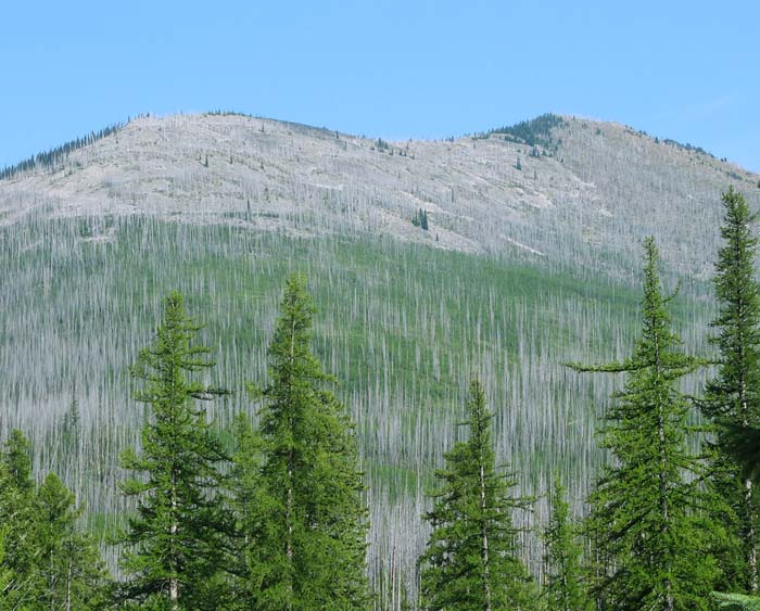 A mountainside filled with the grey poles of trees destroyed by fire. In between are the saplings growing up to replace them.