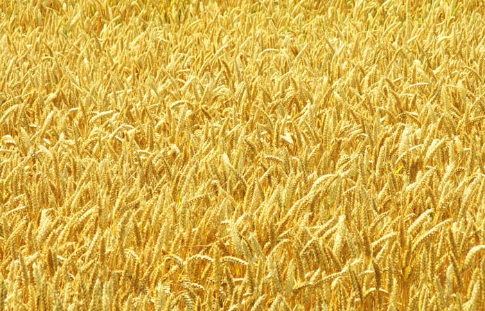 Harvest field almost ripe with some heads of grain bowed and some still upright