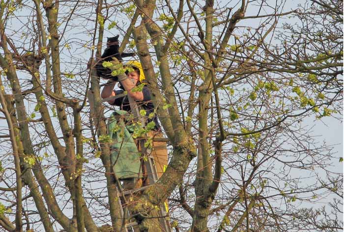 A fireman rescues a black cat from a tree
