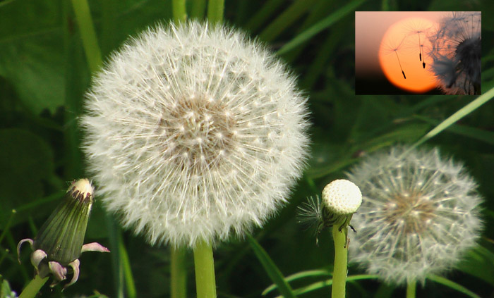 A photo of dandilion heads in various stages of release. Dandilion means 'tooth of the lion' a small photo of seeds blowing into the setting sun is in the corner.