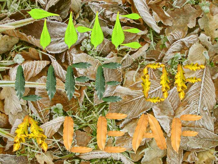The life of a leaf written in different seasons of leaf from Spring to Autumn colours