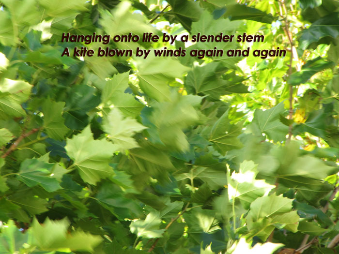 Hanging onto life by a slender stem a kite blown by winds again and again on a photo of wind blown leaves