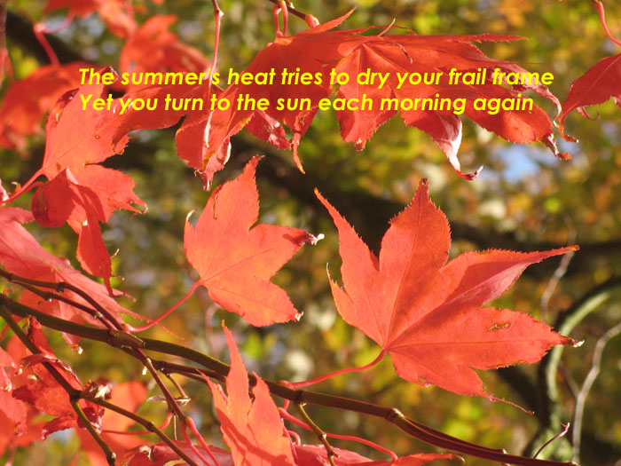 The summer’s heat tries to dry your frail frame  yet you turn to the son each morning again on the photo of leaves turning to face the morning sun.