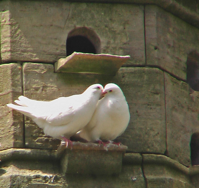 2 doves on a dove cote