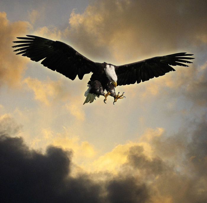 A bald eagle claws outstretched dives through a stormy sky.