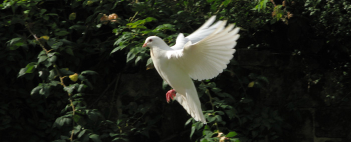 A white dove descending