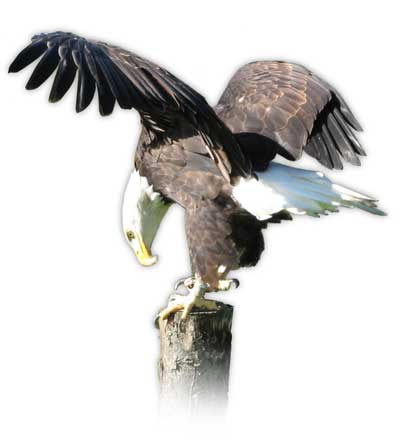 Photo of a bald eagle landing on a pole.