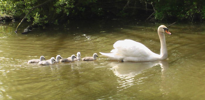 "There once was an ugly duckling" A swan swims on a river followed by her 6 cygnets.