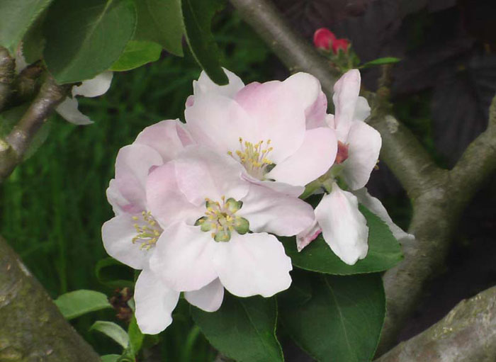 Beautiful pink and white apple blosson nestled in a tree