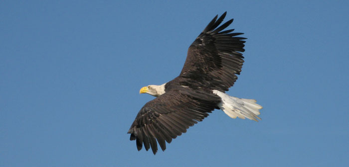 A bald eagle rises majesticaly in a thermal.