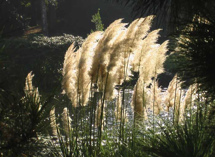 A backlight group of pampas grass silhouetted against water seen through pine branches.