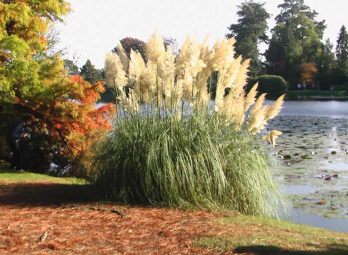 The same group of pampas grass this time photographed from a different angle with a stalely lake in the background. 