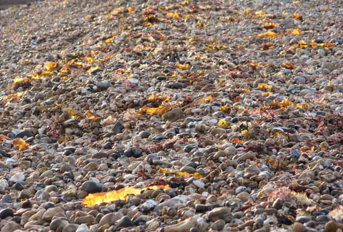 Photo of a pebble beach with back lit seaweed which the lighting has turned to gold