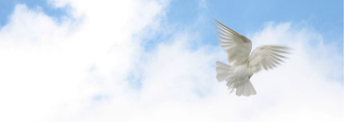Photo of a white dove flying. It's head is hidden by a wing and it has an angelic appearance