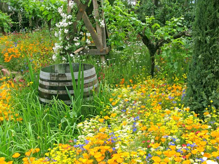 Mature vines stand majesticaly among a colourful Californian poppy meadow next to an old wind generated water pump and barrel.