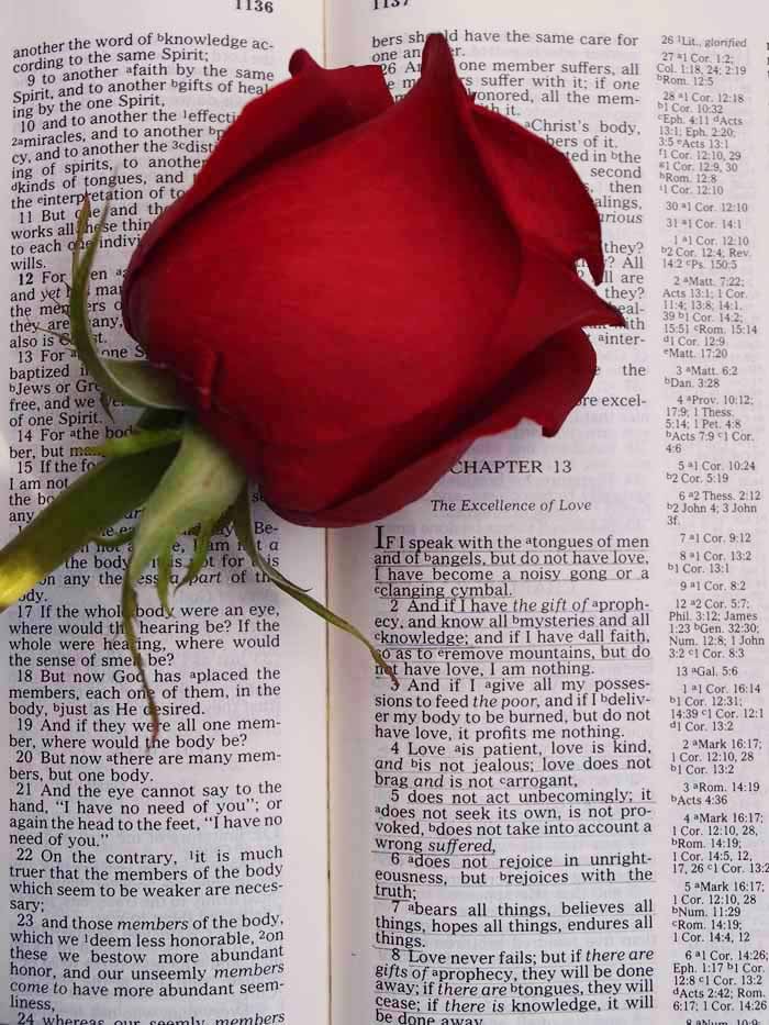 A red rose lying on top of a bible open to 1 Corinthians 13