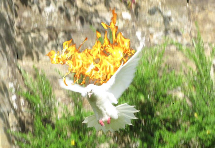 Phot of a white dove descending with fire