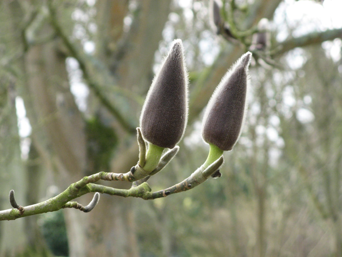 The bud of a magnolia tree